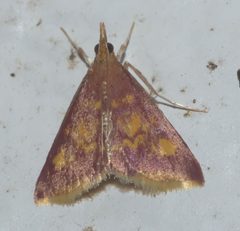 Pyrausta acrionalis P1310829b by 
xpda. Used under a CC BY-SA 4.0 license.