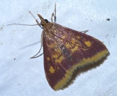 Pyrausta acrionalis P1420021a by 
xpda. Used under a CC BY-SA 4.0 license.