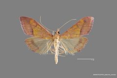 Pyrausta arizonicalis ASUHIC0120009 by Arizona State University Hasbrouck Insect Collection. Used under a CC0 license.
