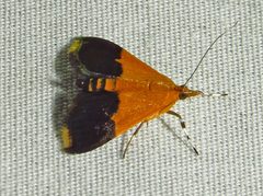 Pyrausta augustalis by David Dodd. Used under a CC BY 4.0 license.