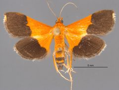 Pyrausta augustalis MEM362431 by Mississippi Entomological Museum. Used under a CC0 license.