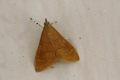 Pyrausta aurea 789696 by Juan Cruzado Cortés. Used under a CC BY-SA 4.0 license.