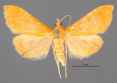 Pyrausta aurea MEM74290 by Mississippi Entomological Museum. Used under a CC0 license.