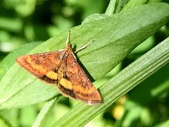 Pyrausta californicalis Moth by Jengod. Used under a CC BY-SA 4.0 license.