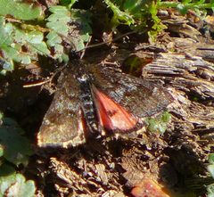 Pyrausta dapalis by iNaturalist user: icosahedron. Used under a CC BY 4.0 license.