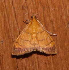 Pyrausta insignitalis by Laura Gaudette. Used under a CC BY 4.0 license.