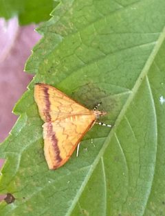 Pyrausta insignitalis 98472225 by drnancyjackson. Used under a CC BY 4.0 license.