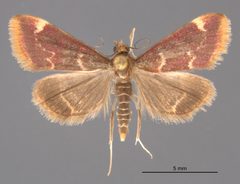 Pyrausta inveterascalis MEM23322 by Mississippi Entomological Museum. Used under a CC0 license.