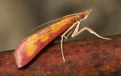 Pyrausta laticlavia by Mike Boone. Used under a CC BY-SA 2.5 license.