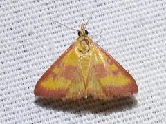 Pyrausta laticlavia 49793039 by Sam Kieschnick. Used under a CC BY 4.0 license.