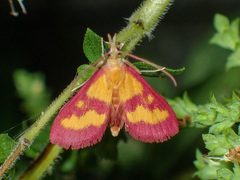 Pyrausta laticlavia 86770400 by John P. Friel Ph.D.. Used under a CC BY 4.0 license.
