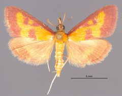Pyrausta laticlavia MEM26360 by Mississippi Entomological Museum. Used under a CC0 license.