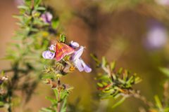 Southern purple mint moth by cricketsblog. Used under a CC BY 2.0 license.