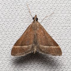 Pyrausta lethalis 8276421 by Ken-ichi Ueda. Used under a CC BY 4.0 license.