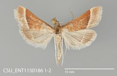 Pyrausta lethalis CSU ENT1150186 by CSU, Department of Bioagricultural Sciences and Pest Management. Used under a CC0 license.