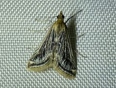 Pyrausta linealis 71733834 by Matt Berger. Used under a CC BY 4.0 license.