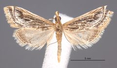 Pyrausta linealis MEM74283 by Mississippi Entomological Museum. Used under a CC0 license.