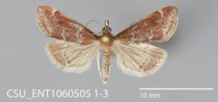 Pyrausta morenalis CSU ENT1060505 by CSU, Department of Bioagricultural Sciences and Pest Management. Used under a CC0 license.