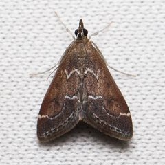 Pyrausta napaealis 8276420 by Ken-ichi Ueda. Used under a CC BY 4.0 license.