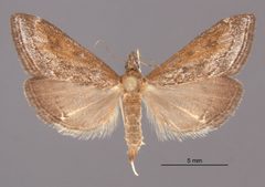 Pyrausta napaealis MEM74282 by Mississippi Entomological Museum. Used under a CC0 license.