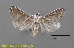 Pyrausta napaealis NMSUCAP0057997 V by NMSU. Used under a CC0 license.