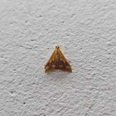 Perilla Leaf Moth by Gannu03. Used under a CC BY-SA 4.0 license.