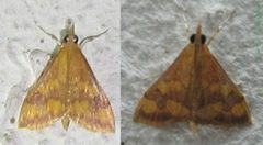 Pyralidae-Pyrausta panopealis-9mm-13 by Tonton Bernardo. Used under a CC BY-SA 3.0 license.