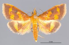Pyrausta phoenicealis MEM362465 by Mississippi Entomological Museum. Used under a CC0 license.