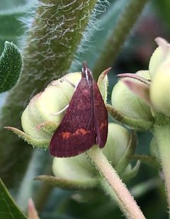 Pyrausta pseuderosnealis 122374294 by Sam Kieschnick. Used under a CC BY 4.0 license.