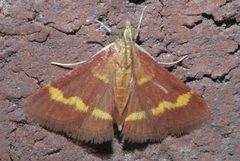 Pyrausta pseuderosnealis 56945444 by Robert Webster. Used under a CC BY-SA 4.0 license.