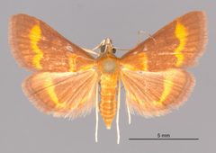 Pyrausta pseuderosnealis MEM361153 by Mississippi Entomological Museum. Used under a CC0 license.
