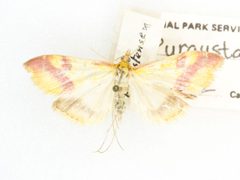 Pyrausta scurralis 60048993 by Robb Hannawacker. Used under a CC0 license.