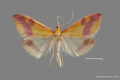 Pyrausta scurralis scurralis ASUHIC0120005 by Arizona State University Hasbrouck Insect Collection. Used under a CC0 license.