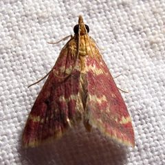 Pyrausta signatalis by Jacy Lucier. Used under a CC BY-SA 4.0 license.