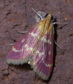 Pyrausta signatalis P1440745a by 
xpda. Used under a CC BY-SA 4.0 license.