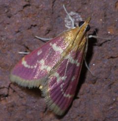 Pyrausta signatalis P1440746a by 
xpda. Used under a CC BY-SA 4.0 license.
