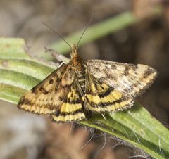 Pyrausta subsequalis 10180808 by icosahedron. Used under a CC BY 4.0 license.