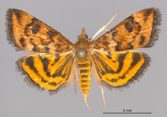 Pyrausta subsequalis MEM310912 by Mississippi Entomological Museum. Used under a CC0 license.