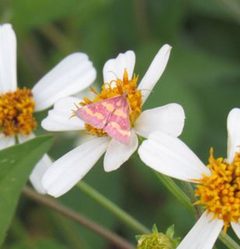 Pyrausta tyralis by Runtape. Used under a CC BY-SA 4.0 license.