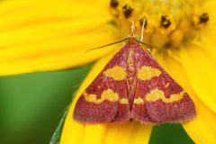 Pyrausta tyralis 142484783 by Eridan Xharahi. Used under a CC BY 4.0 license.