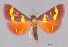 Pyrausta tyralis MEM361337 by Mississippi Entomological Museum. Used under a CC0 license.
