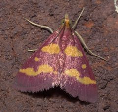 Pyrausta tyralis P1110544a by 
xpda. Used under a CC BY-SA 4.0 license.