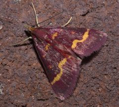 Pyrausta tyralis P1110702a by
xpda. Used under a CC BY-SA 4.0 license.