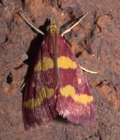 Pyrausta tyralis P1310234a by
xpda. Used under a CC BY-SA 4.0 license.
