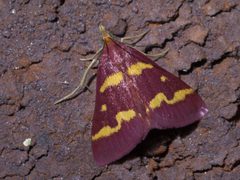 Pyrausta tyralis P1560048a by 
xpda. Used under a CC BY-SA 4.0 license.