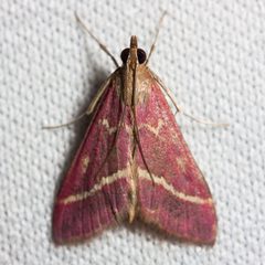 Pyrausta volupialis by Ken-ichi Ueda. Used under a CC BY 4.0 license.