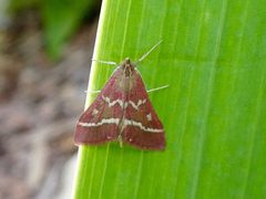 Pyrausta volupialis 75823735 by trickykid1. Used under a CC BY 4.0 license.