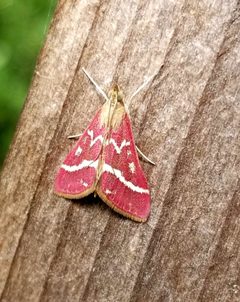 Pyrausta volupialis 79663582 by Jonathan Curley. Used under a CC BY 4.0 license.