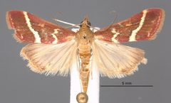 Pyrausta volupialis MEM313704 by Mississippi Entomological Museum. Used under a CC0 license.