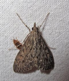 Saucrobotys fumoferalis 1 by Jacy Lucier. Used under a CC BY-SA 4.0 license.